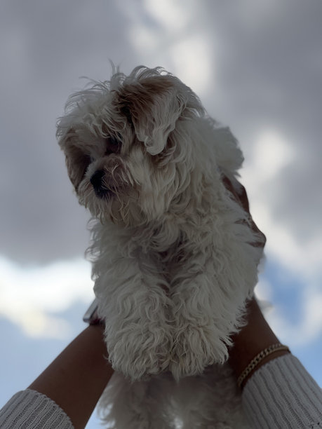 手中抱着一只白色狗的照片图片下载