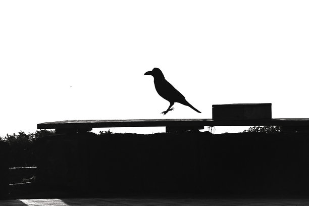 自然风景中的乌鸦。野生鸟类背景素材。图片下载