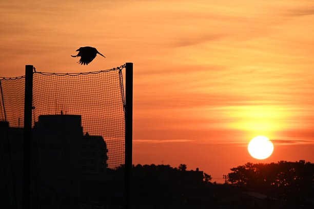 自然风景中的乌鸦。野生鸟类背景素材。图片下载