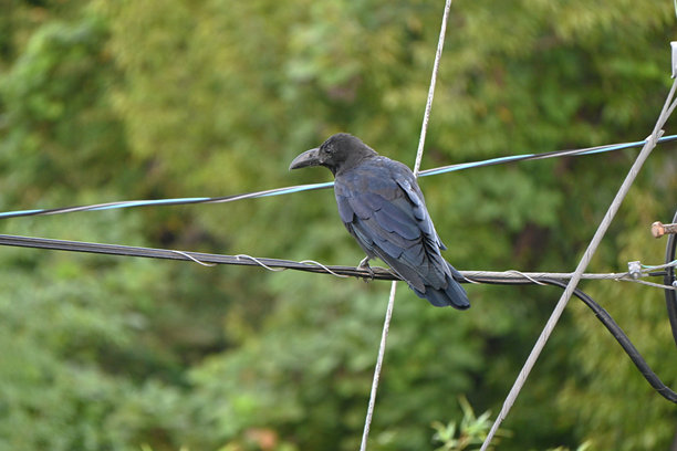 自然风景中的乌鸦。野生鸟类背景素材。图片下载