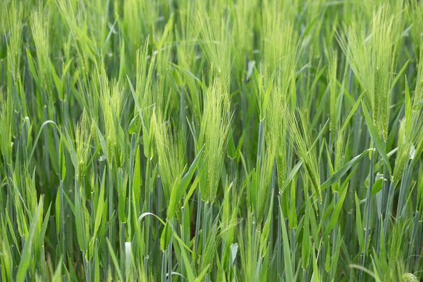 大麦田的绿色春季背景。高质量照片图片下载
