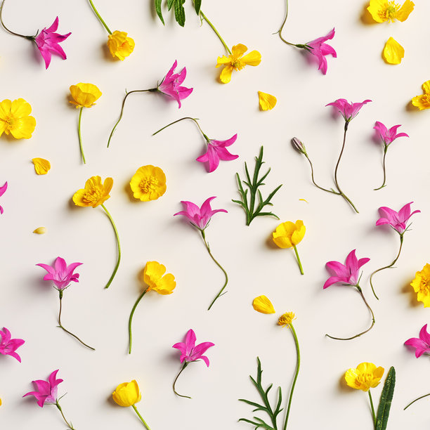黄色和紫色的花朵，绿色的叶子，背景为柔和的米色，简约的图案，具有美感的花卉平铺照片。美丽的自然静物，包含野花、铃兰和毛茛。图片下载