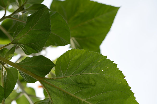 照片，纹理，叶绿素，特写，视图，绿色，生物，环境，新鲜，植物，植物学，阳光，叶子，花园，摄影，叶片，锯齿，边缘，光线，背景图片下载