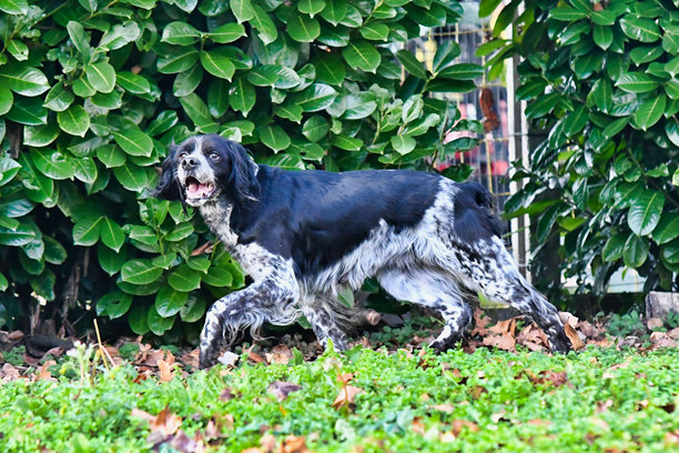 狗在草地上，照片作为背景图片下载