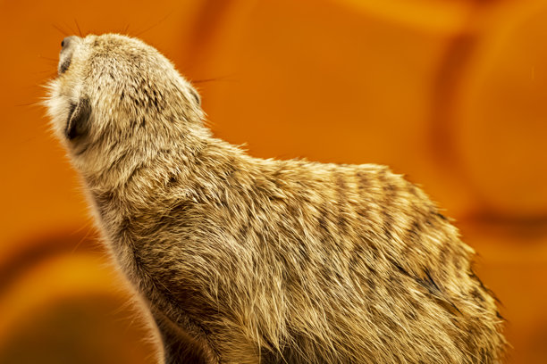 猫鼬或动物的照片，非常酷的散景背景，适合用作壁纸，动物教育，图像编辑材料等。图片下载