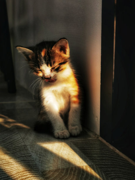 一张照片，一只小猫闭着眼睛坐在一扇门旁边，阳光照进来。图片下载