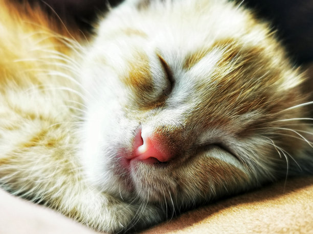 一只泰国小猫的特写照片，它的毛是橙色的，它正在睡觉。图片下载