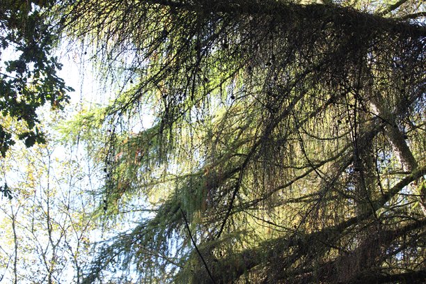 一张秋天的自然英国林地森林照片图片下载