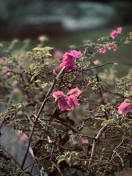 复古风格的照片优雅的花图片下载
