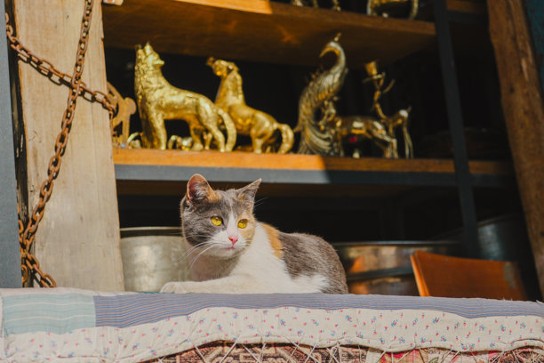 白色和灰色的猫躺在金色雕像前，照片是从前面拍的图片下载