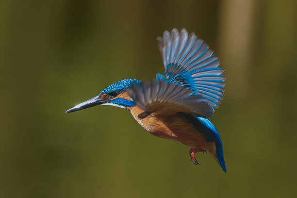 飞行的普通翠鸟(阿尔塞多在这)股票照片图片下载