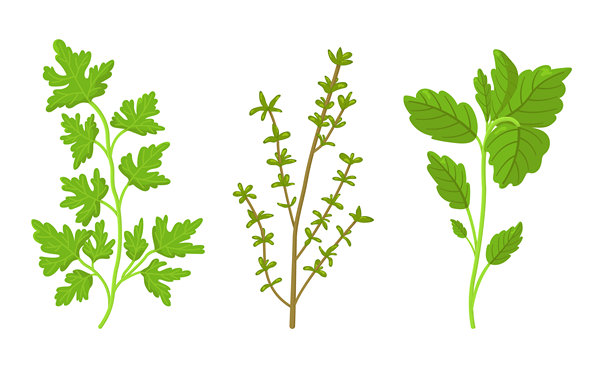 百里香、罗勒和香菜的矢量图集，背景为白色。生态产品。用于包装和烹饪产品设计的图片。新鲜香草图像。图片下载