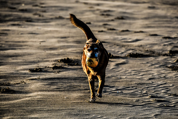 水中的狗，数字照片作为背景图片下载
