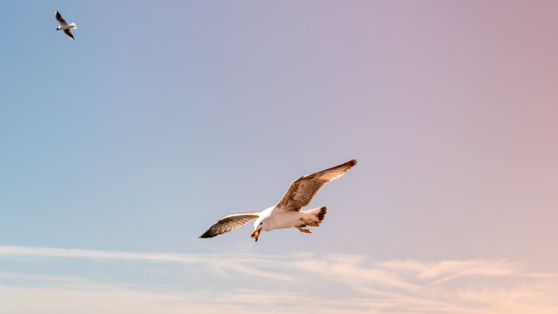 高分辨率特写照片，展现一只飞翔的海鸥图片下载