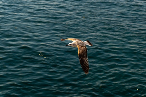 高分辨率特写照片，展现一只飞翔的海鸥图片下载
