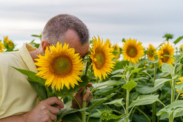 成熟男人用向日葵遮住脸部 - 股票照片图片下载