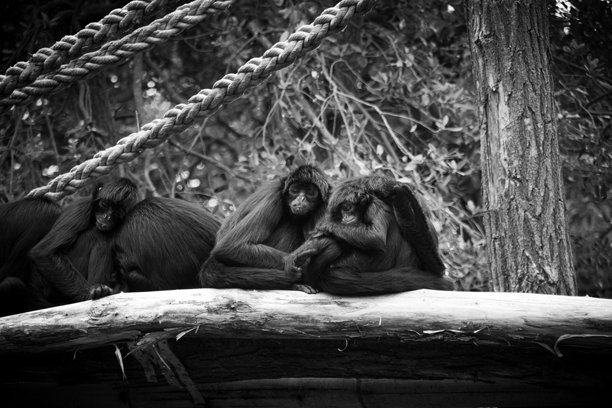 一张黑白照片，显示猴子坐在树枝上。图片下载
