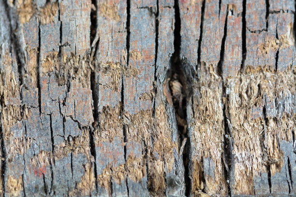 这张图片展示了一棵古老、风化的树干的纹理特写。图片下载
