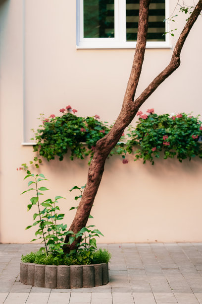 景观设计的人行道庭院街道瓷砖空间，孤独的树、花坛和植物盆栽的自然装饰，垂直美学图片图片下载
