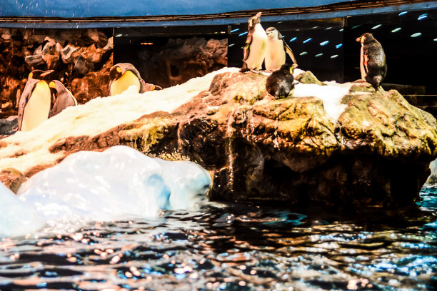 野生企鹅动物鸟类玩耍的照片图片下载