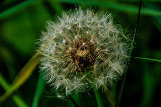 绿色背景上的蒲公英，数字照片作为背景图片下载