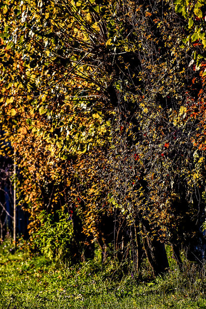 公园里的秋天，数字照片作为背景图片下载