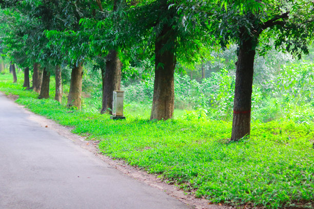 早晨公园里的绿树和道路，库存照片图片下载