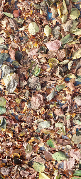 秋天的落叶库存照片。秋季公园。地面上的秋天落叶。图片下载