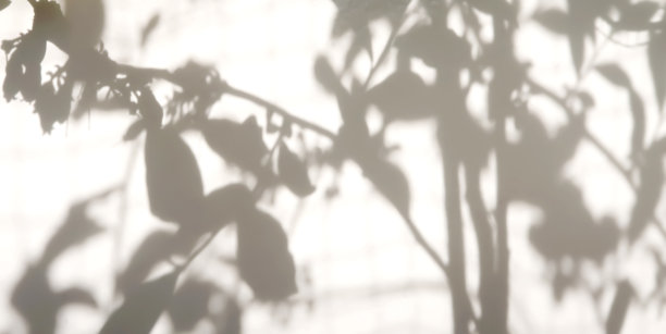 叶子阴影剪影素材。图片下载