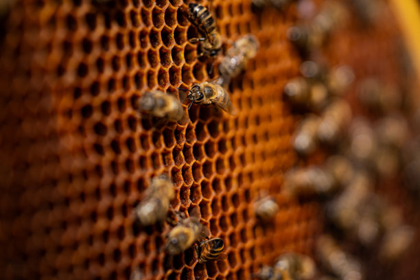 蜜蜂在蜂巢上工作。特写照片展示了蜜蜂在蜂巢上忙碌的情景，六角形结构清晰可见。图片下载
