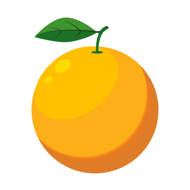 橙子切片。新鲜有机橙子矢量图。半个和切开的水果。图片下载