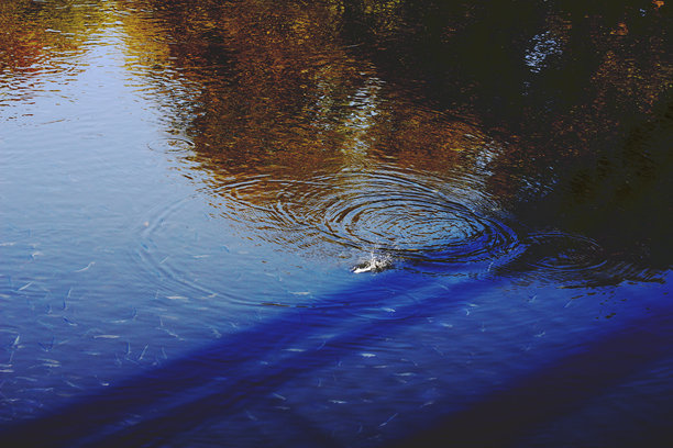 一条鱼在水中跃起，照片是从上方的桥上拍摄的图片下载