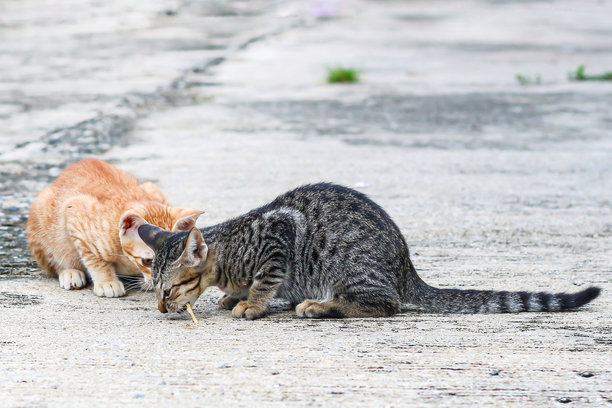 两只可爱的猫咪在一起玩耍的照片。动物生活的概念照片。图片下载