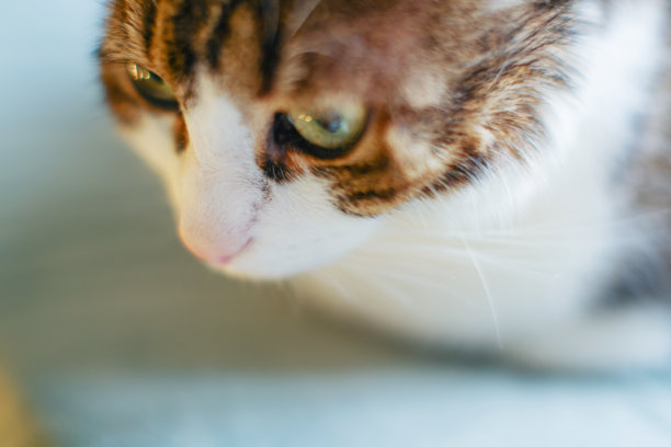 猫，鼻子的特写照片。可爱的宠物图片下载