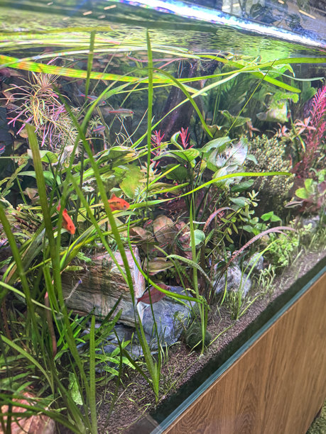 热带鱼缸的图片，配有活植物和景观水景，岩石、砾石，先进的过滤系统图片下载