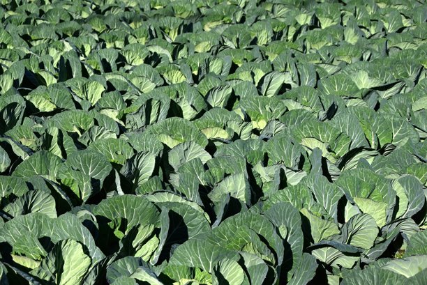 卷心菜种植。蔬菜种植背景素材。图片下载