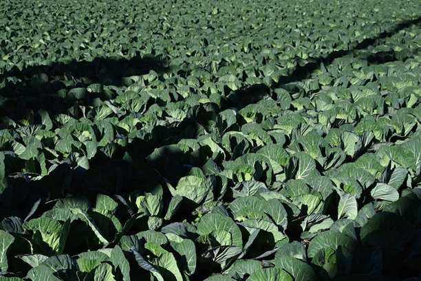 卷心菜种植。蔬菜种植背景素材。图片下载