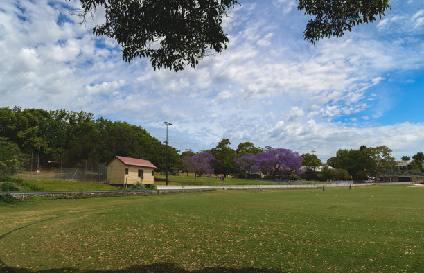 这张照片是在悉尼的街道上拍摄的，展现了盛开的紫葳花。图片下载