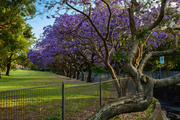 这张照片是在悉尼的街道上拍摄的，展现了盛开的紫葳花。图片下载