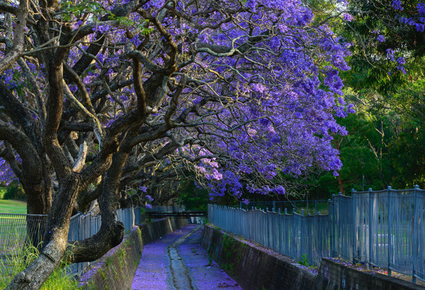 这张照片是在悉尼的街道上拍摄的，展现了盛开的紫葳花。图片下载