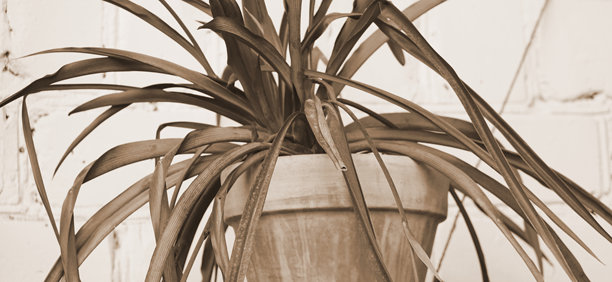 单色特写照片的长叶盆栽室内植物，棕褐色调图片下载