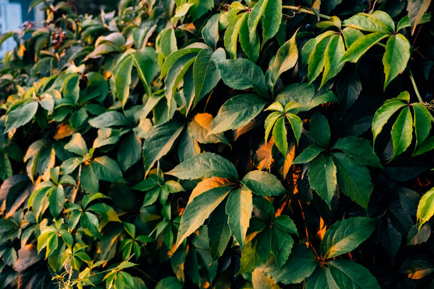野生葡萄叶的绿色篱笆。茂密的灌木篱笆。自然纹理。植物背景。美丽的自然壁纸。花园装饰。一面长满常春藤的墙。高质量照片。图片下载