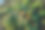 野生葡萄叶的绿色篱笆。茂密的灌木篱笆。自然纹理。植物背景。美丽的自然壁纸。花园装饰。一面长满常春藤的墙。高质量照片。图片下载