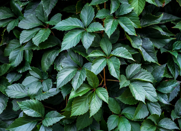 野生葡萄叶的绿色篱笆。茂密的灌木丛。自然纹理。植物背景。美丽的自然壁纸。花园装饰。一面长满常春藤的墙。高质量照片。图片下载