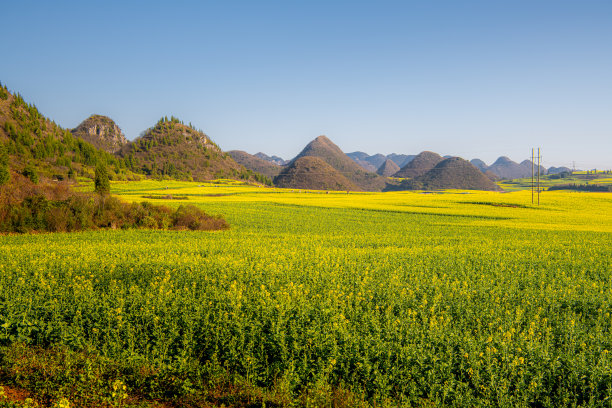 人们在中国云南西南部的罗平县拍摄油菜花的照片图片下载