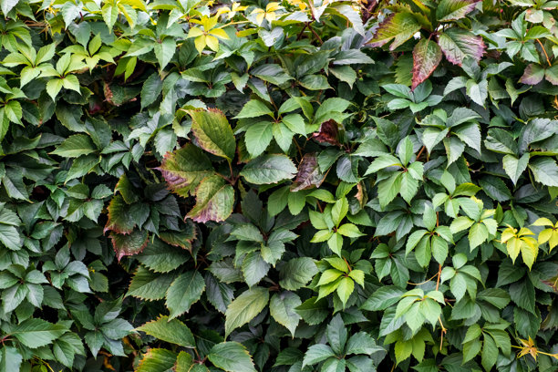 野生葡萄叶的绿色篱笆。茂密的灌木篱笆。自然纹理。植物背景。美丽的自然壁纸。花园装饰。一面长满常春藤的墙。高质量照片。图片下载