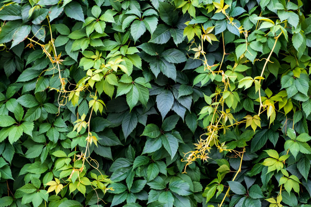 野生葡萄叶的绿色篱笆。茂密的灌木篱笆。自然纹理。植物背景。美丽的自然壁纸。花园装饰。一面长满常春藤的墙。高质量照片。图片下载
