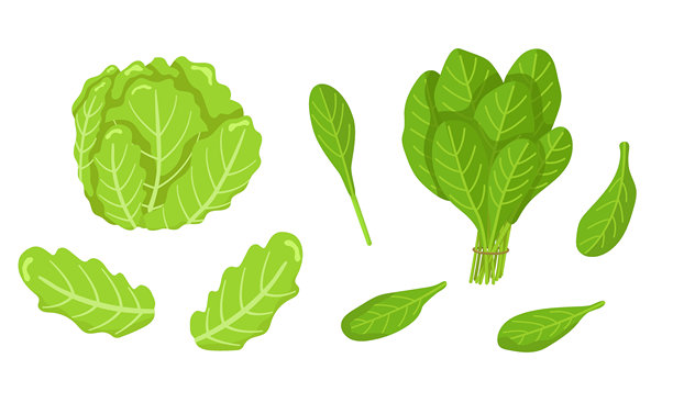 菠菜和冰山生菜的矢量图集，孤立在白色背景上。素食食品。适用于包装设计和烹饪产品的图片。图片下载