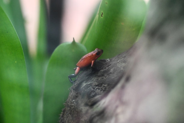 青蛙在叶子上，作为背景的照片，拍摄于哥斯达黎加中美洲的阿雷纳尔火山湖公园。图片下载