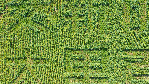 新安江风景画廊景区，油菜花田，徽州风格建筑，深渡码头，歙县，黄山，安徽省，中国，亚洲。图片下载